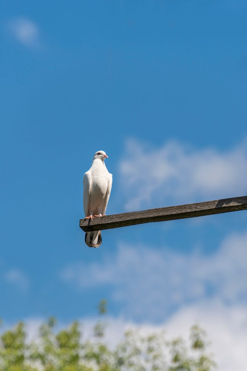 What Does It Mean When A Grey Dove Visits You