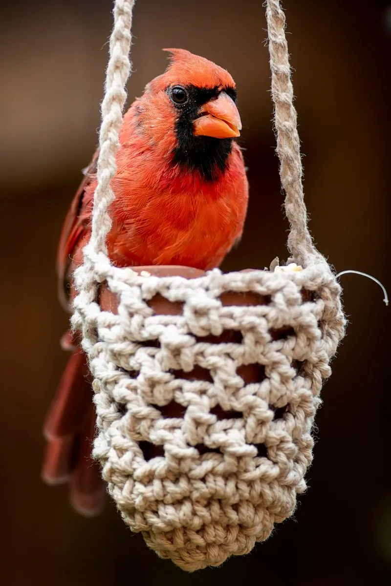 What It Means If You Keep Seeing Red Cardinals