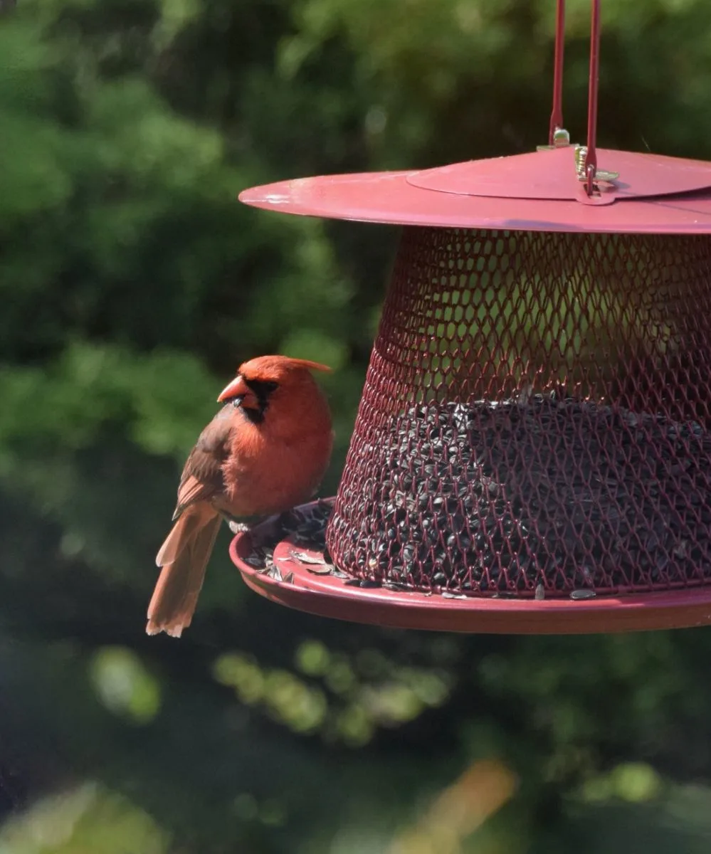 What It Means If You Keep Seeing Red Cardinals