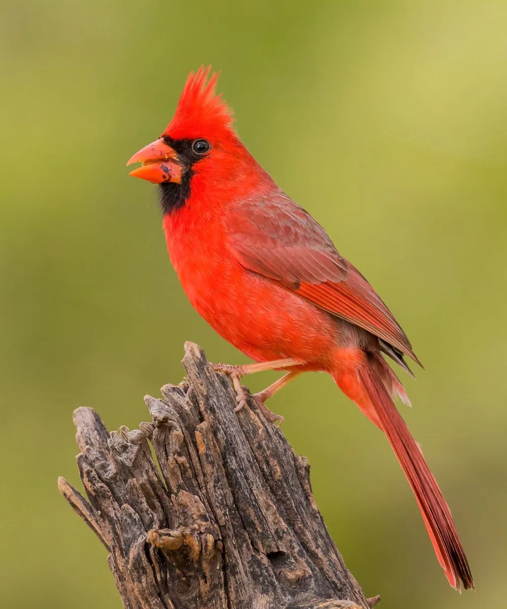 What It Means If You Keep Seeing Red Cardinals