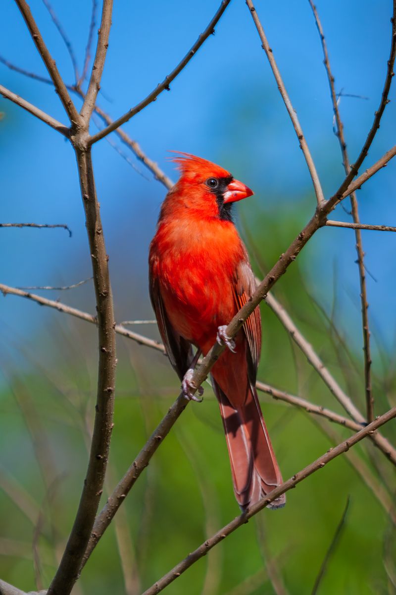 What It Means If You Keep Seeing Red Cardinals