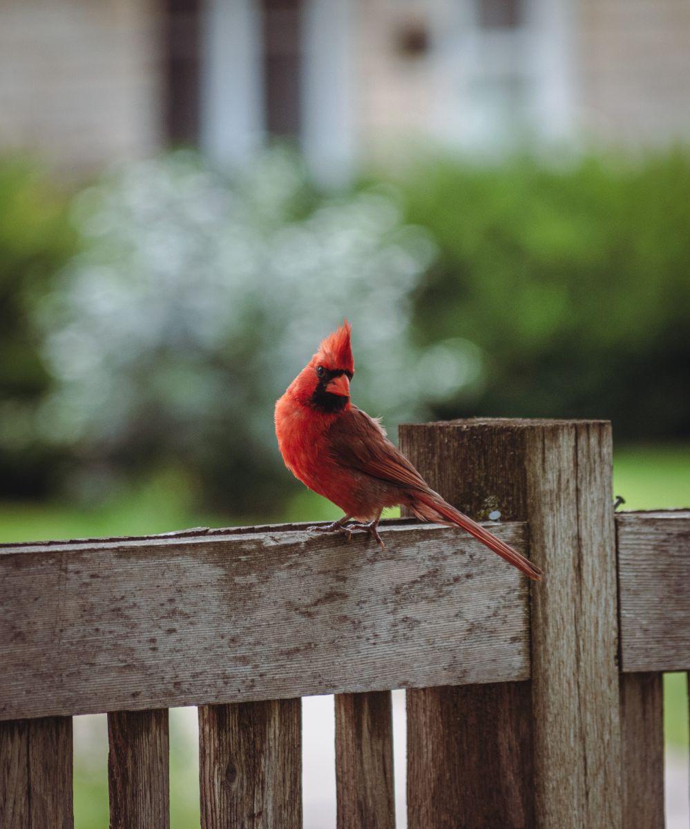 What It Means If You Keep Seeing Red Cardinals