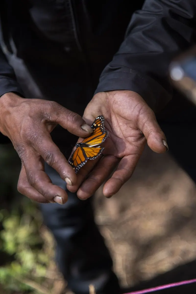 What does it mean when a butterfly flies around you spiritually