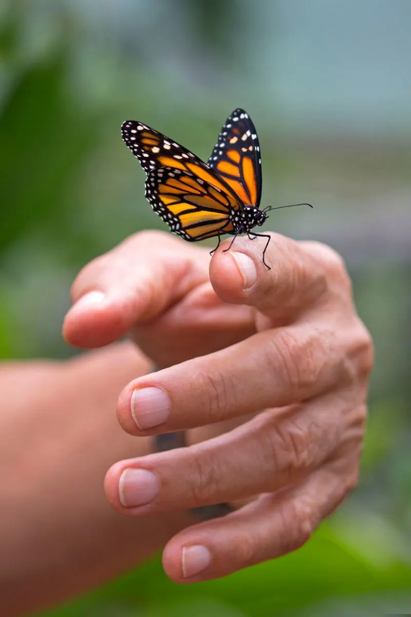 What does it mean when a butterfly flies around you spiritually