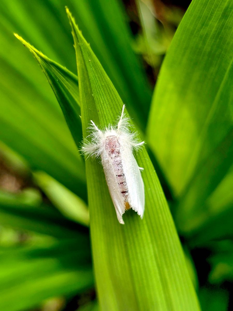 White Moth Spiritual Meaning