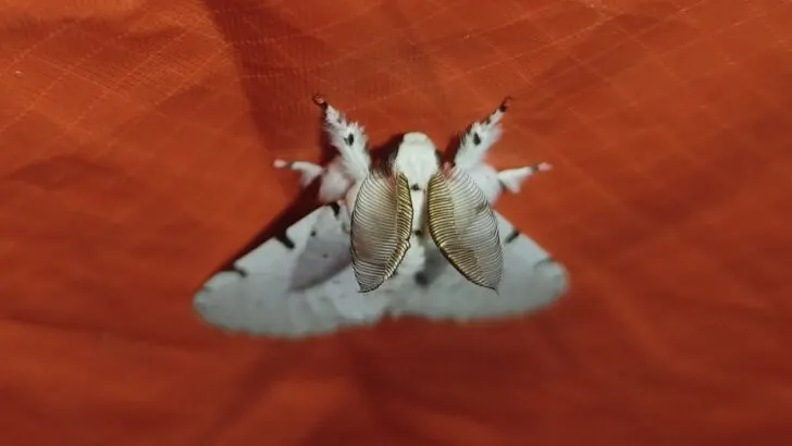 White Moth Spiritual Meaning