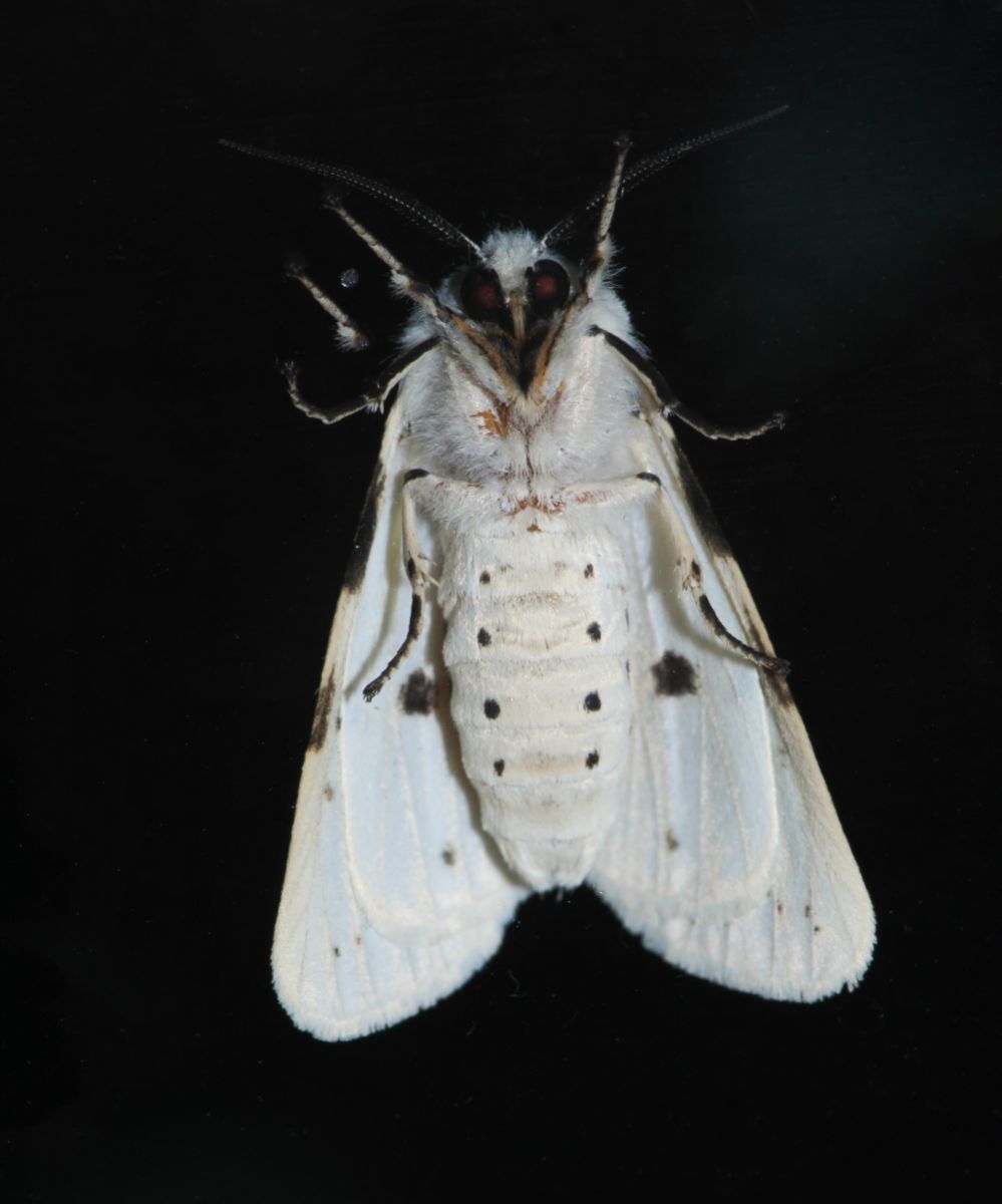 White Moth Spiritual Meaning