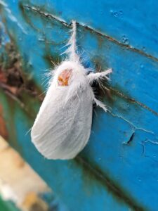 White Moth Spiritual Meaning - Insight state