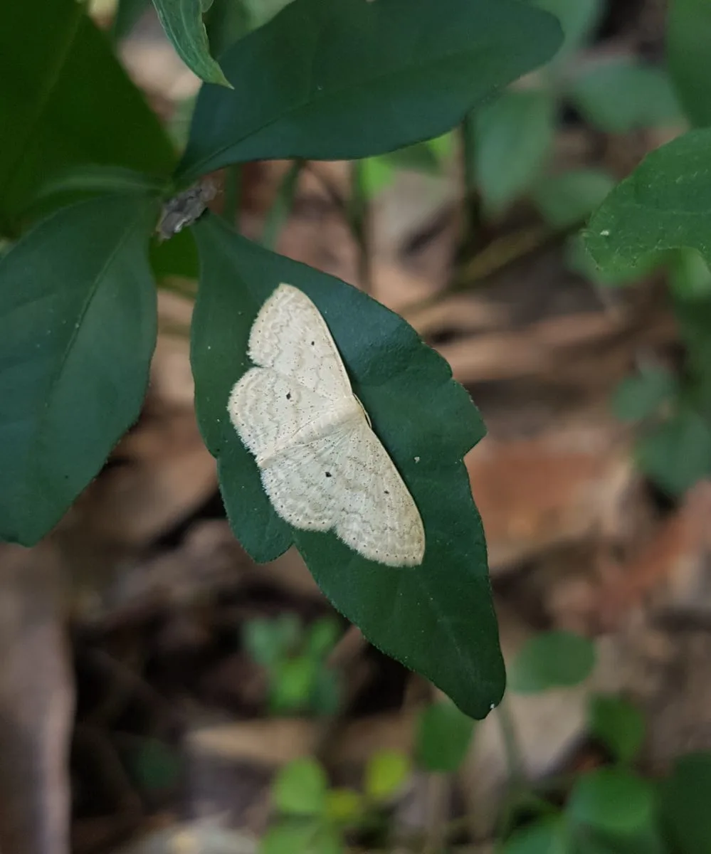 White Moth Spiritual Meaning