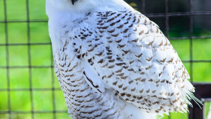 White Owl Spiritual Meaning