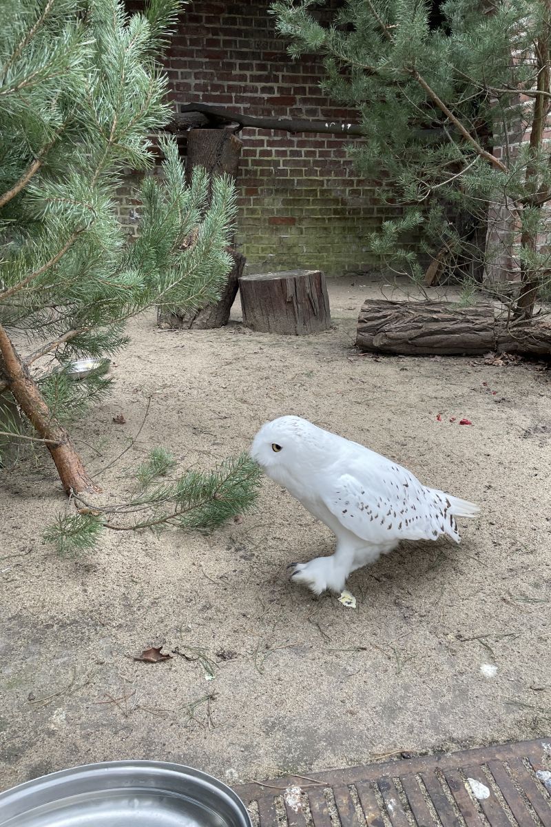 White Owl Spiritual Meaning