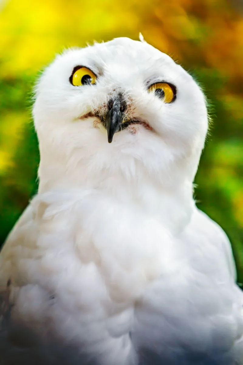 White Owl Spiritual Meaning