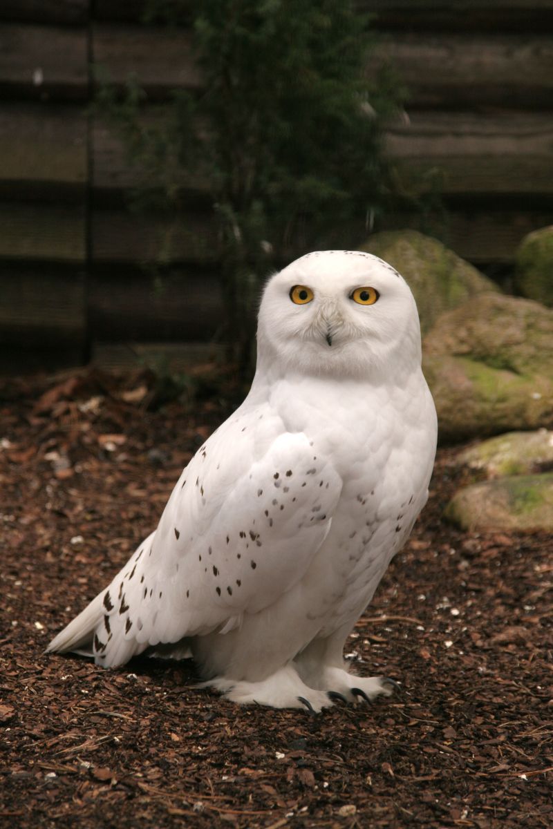 White Owl Spiritual Meaning