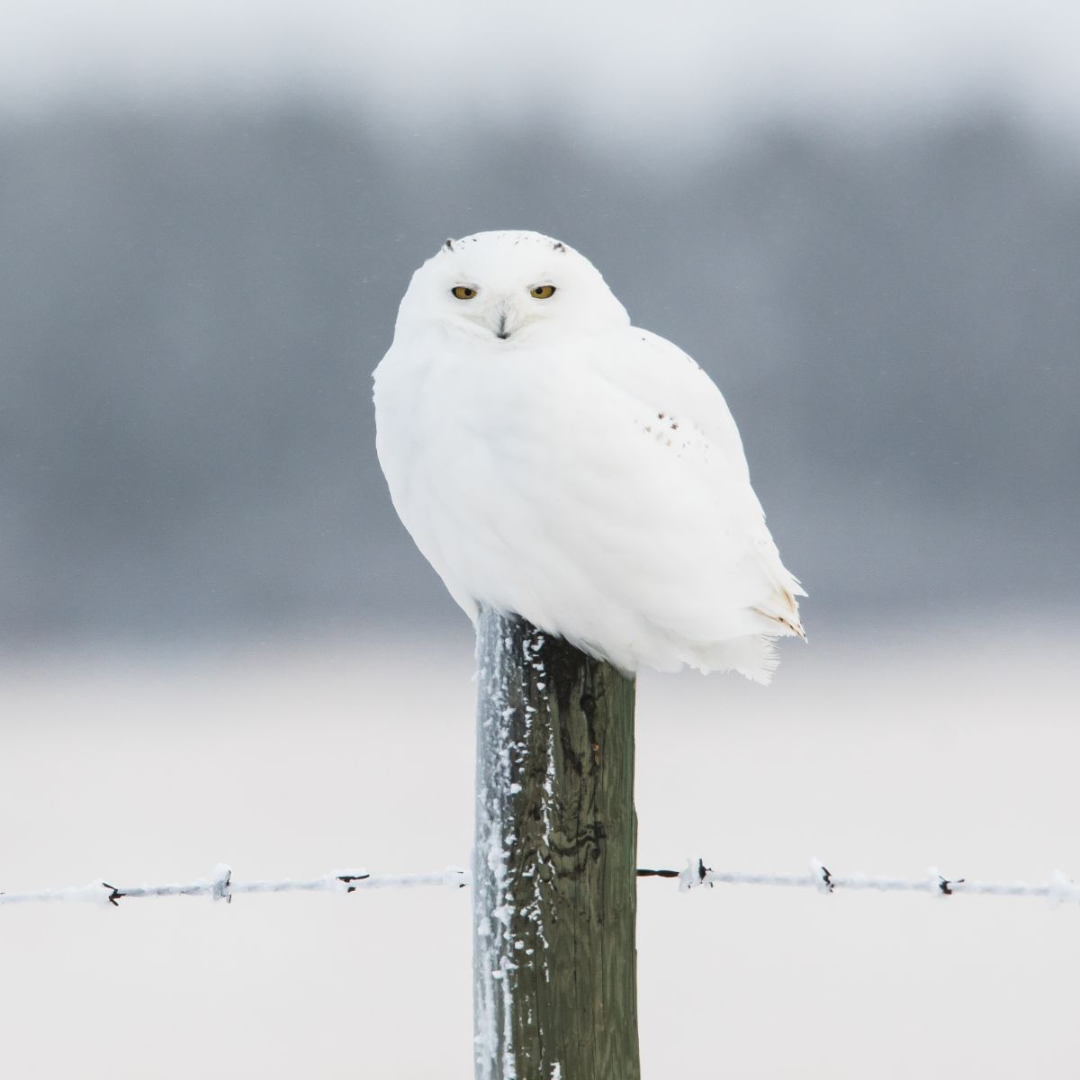 White Owl Spiritual Meaning