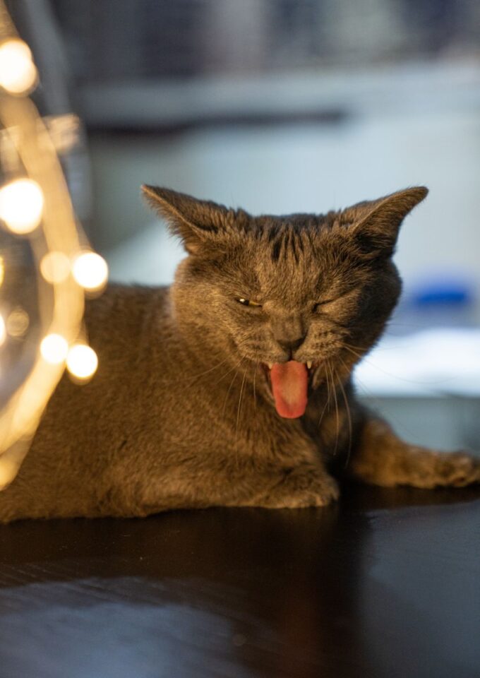 Why Does A Cat Keep Coming To My House Spiritual Meaning Insight state