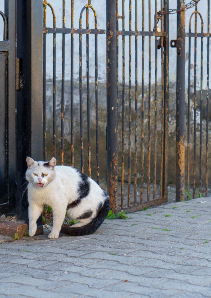 Why Does A Cat Keep Coming To My House Spiritual Meaning Insight state