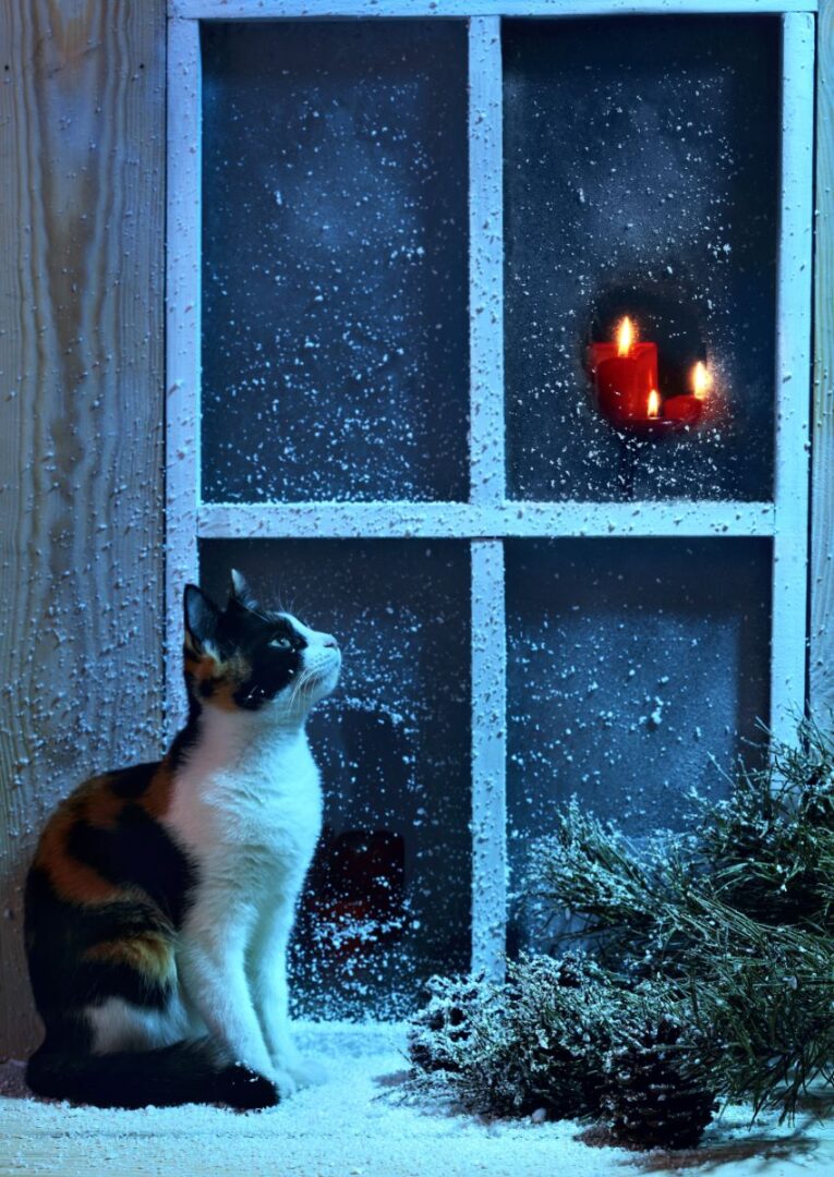 Why Does A Cat Keep Coming To My House Spiritual Meaning Insight state