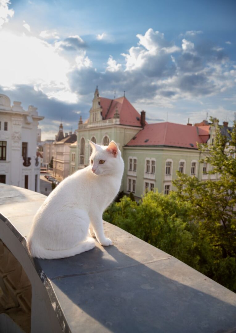 Why Does A Cat Keep Coming To My House Spiritual Meaning Insight state