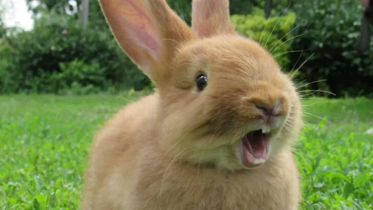 Rabbit Spiritual Meaning