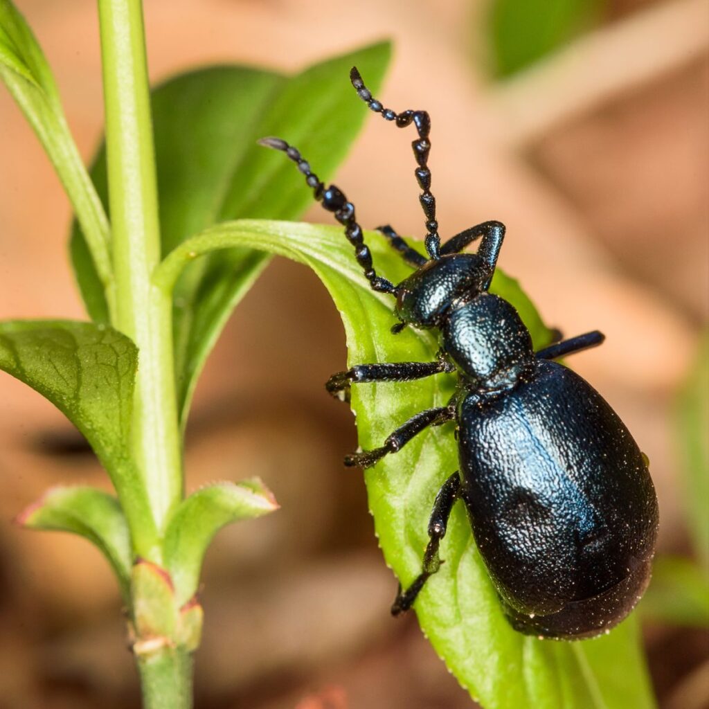 Meaning Of Black Beetle