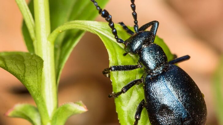 Black Beetle Spiritual Meaning