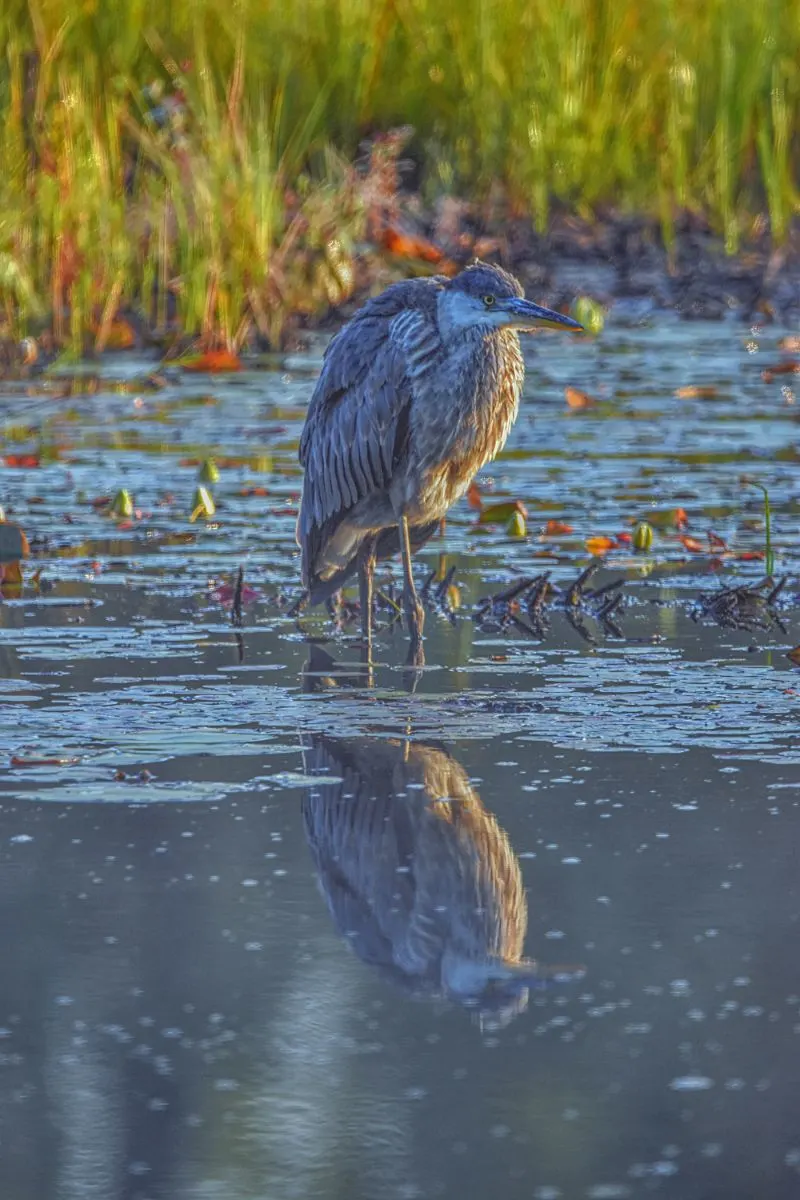 Blue Heron Spiritual Meaning 