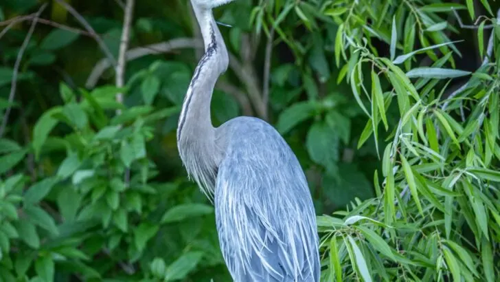 Blue Heron Spiritual Meaning