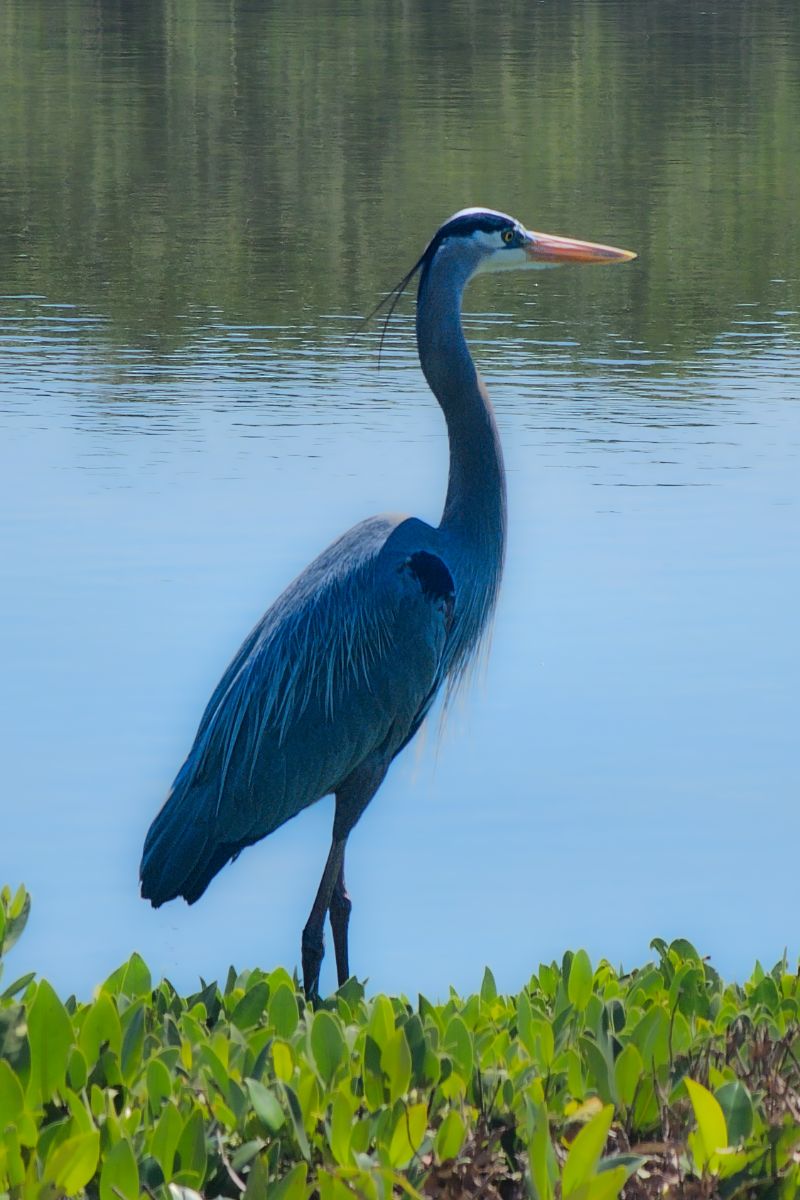 Blue Heron Spiritual Meaning 