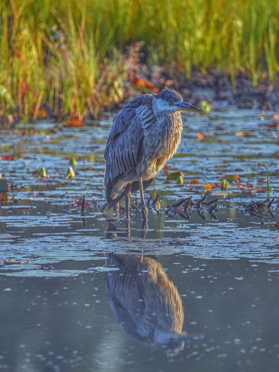 Blue Heron Spiritual Meaning 