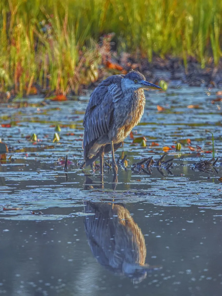 Blue Heron Spiritual Meaning 