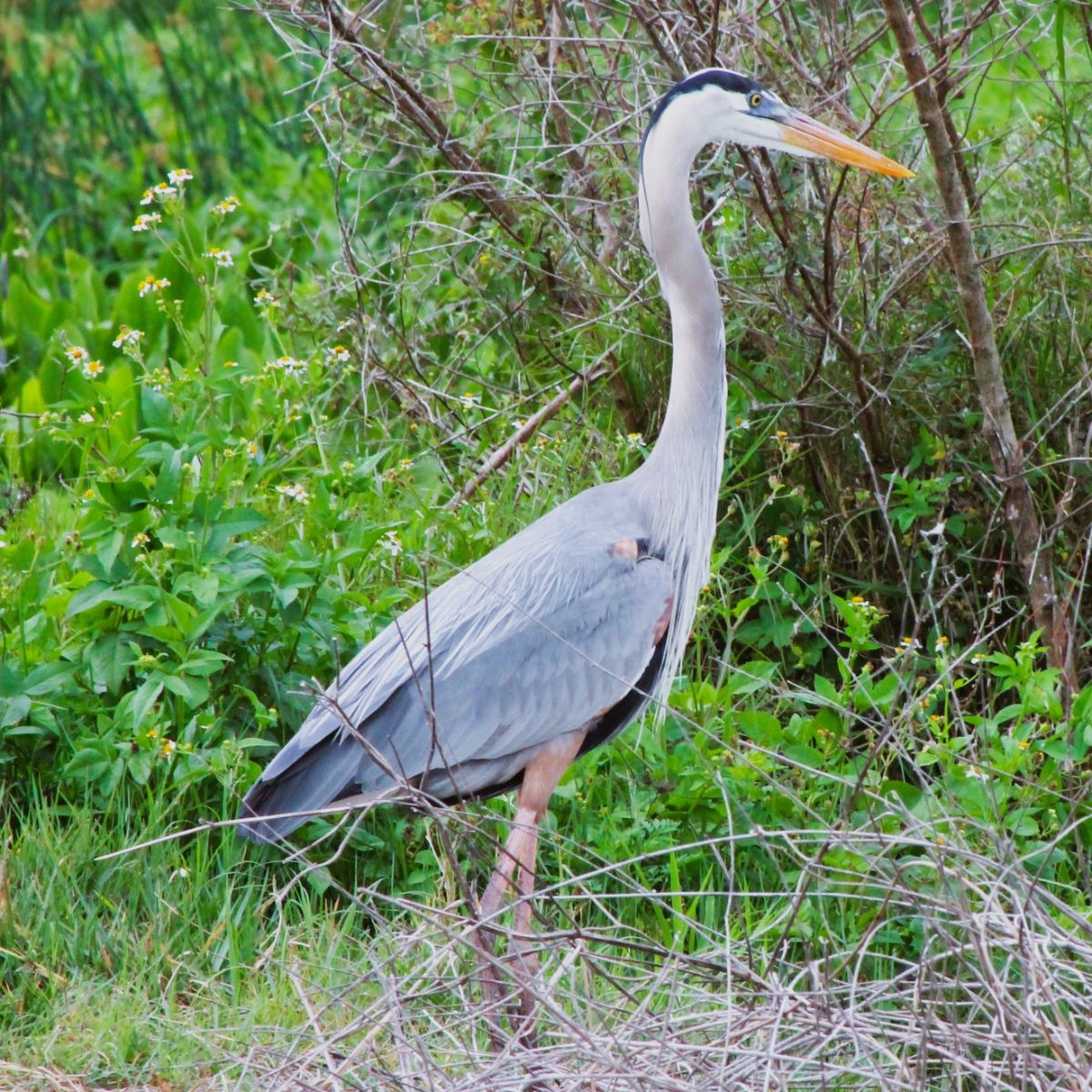 Blue Heron Spiritual Meaning 