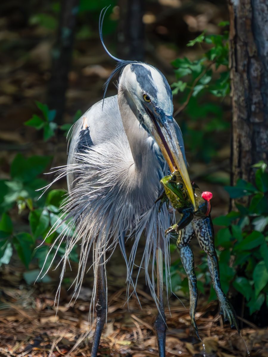 Blue Heron Spiritual Meaning 