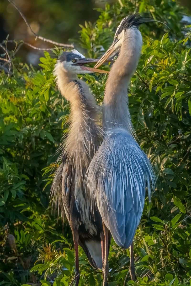 Blue Heron Spiritual Meaning 