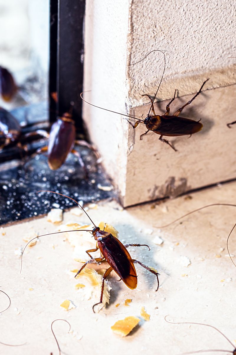 Cockroach Spiritual Meaning