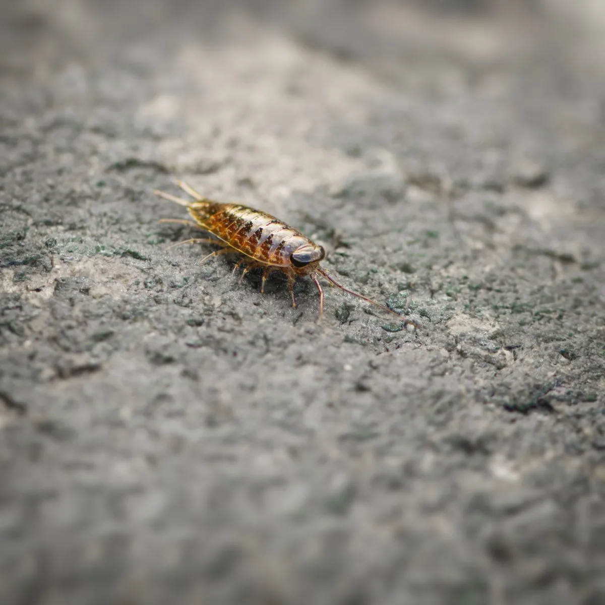 Cockroach Spiritual Meaning