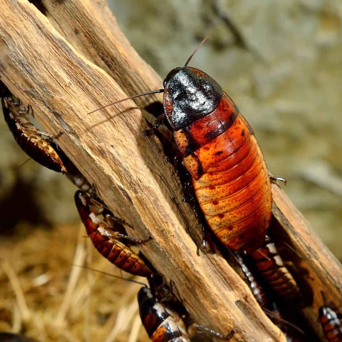 Cockroach Spiritual Meaning