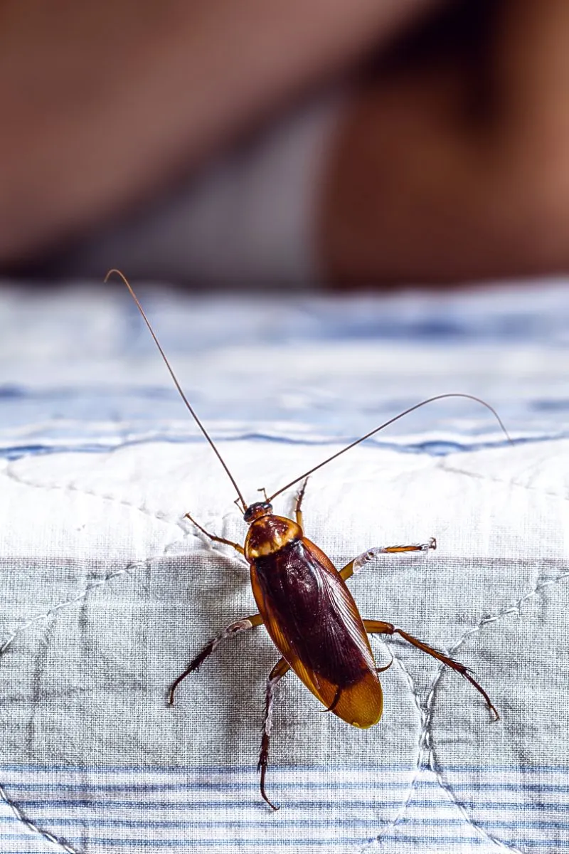 Cockroach Spiritual Meaning