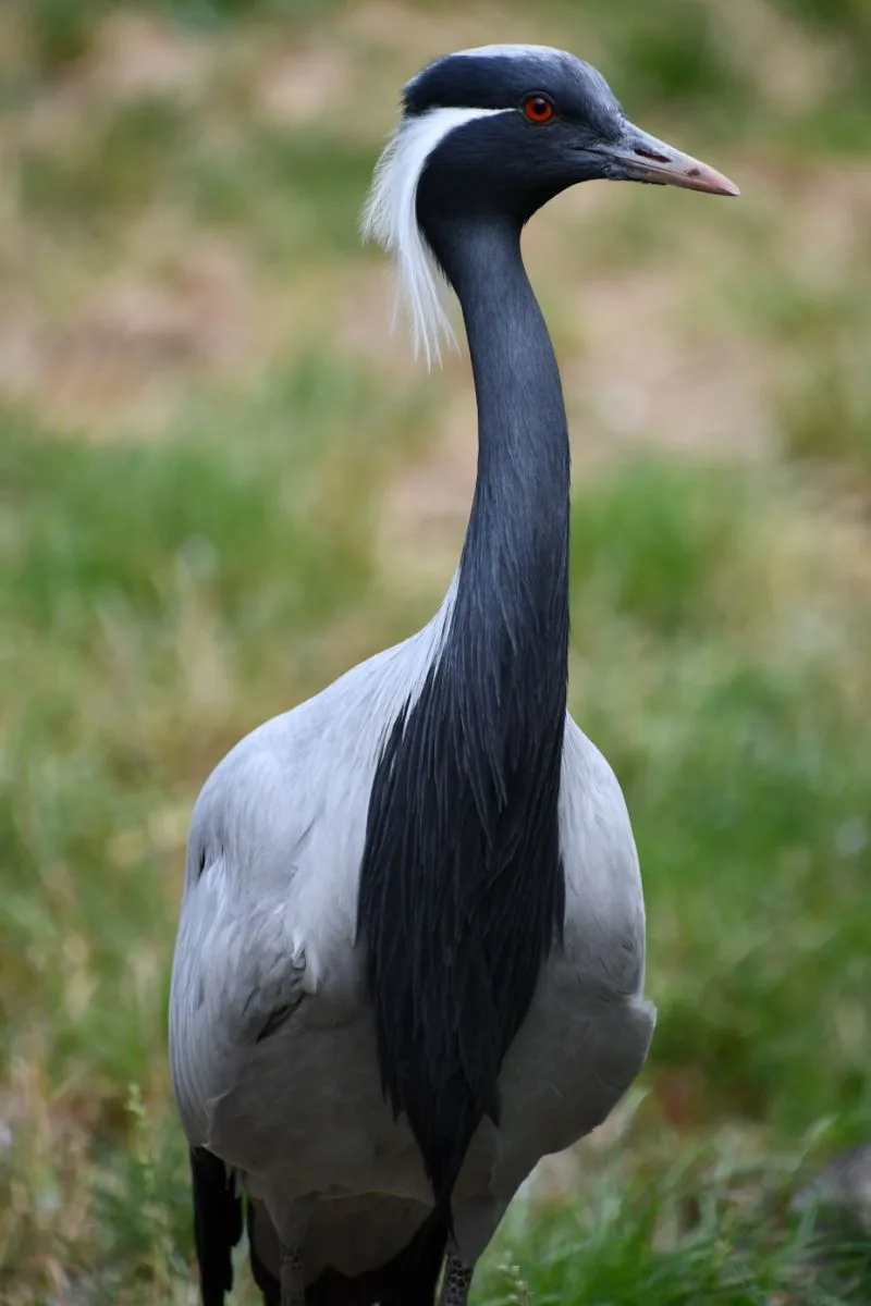 Crane Spiritual Meaning