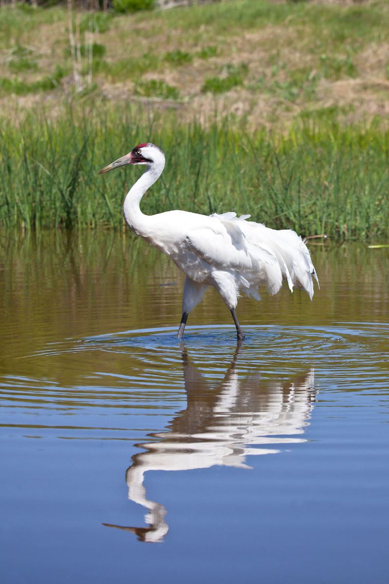 Crane Spiritual Meaning