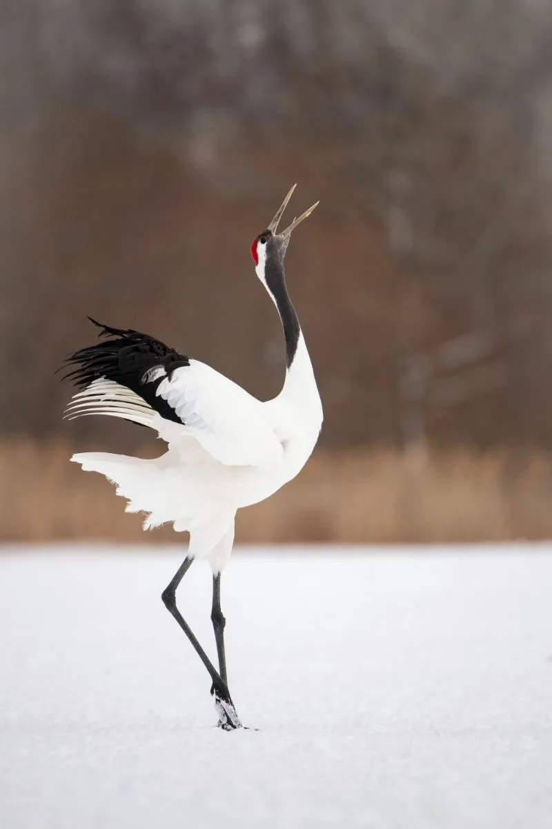 Crane Spiritual Meaning