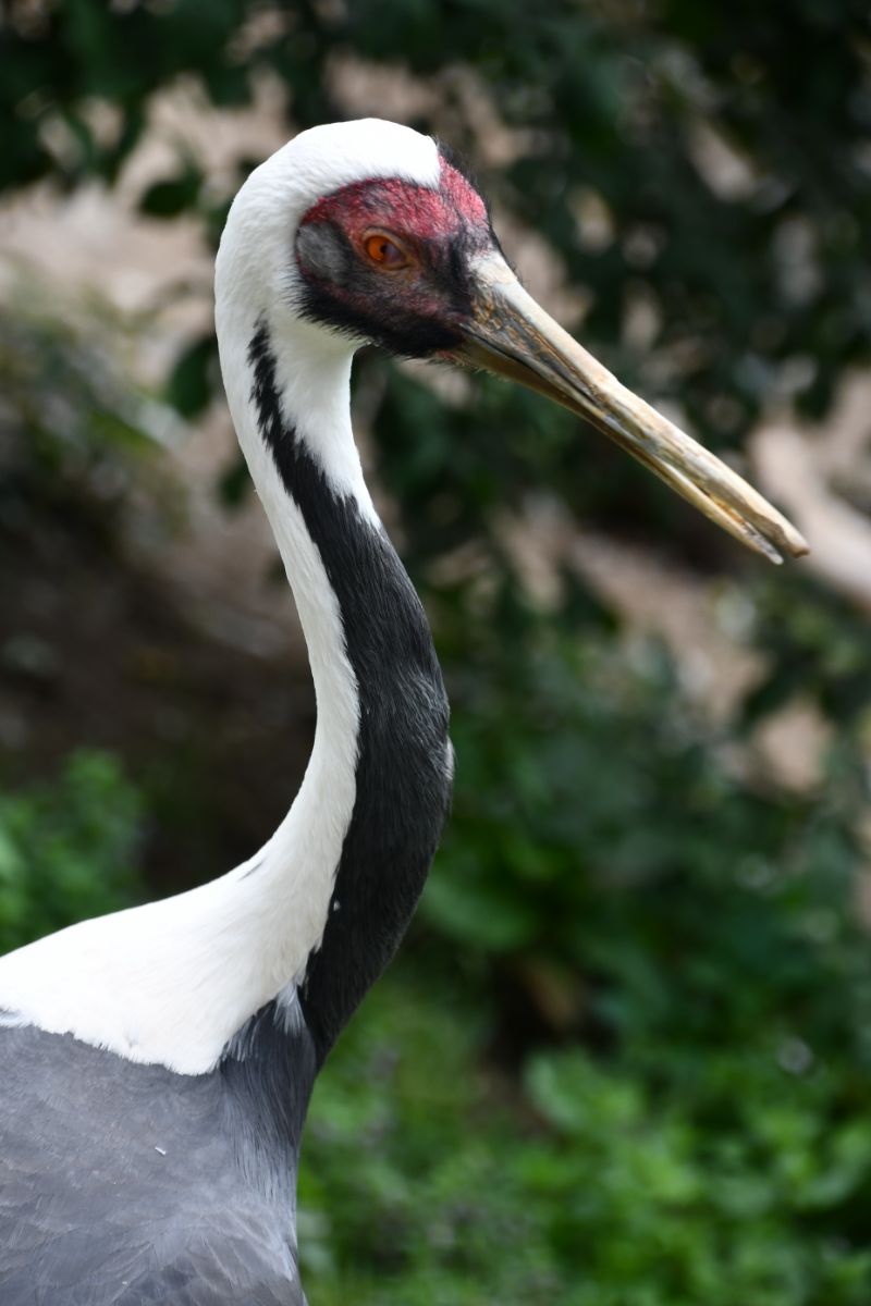 Crane Spiritual Meaning