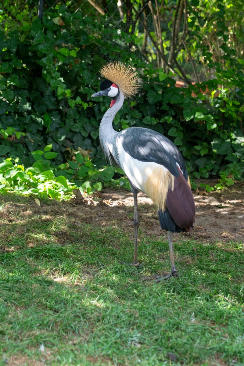 Crane Spiritual Meaning