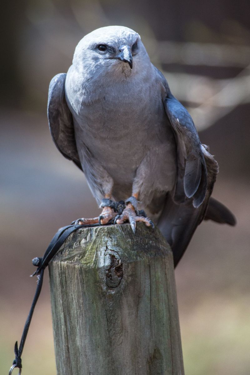 Mississippi Kite Spiritual Meaning