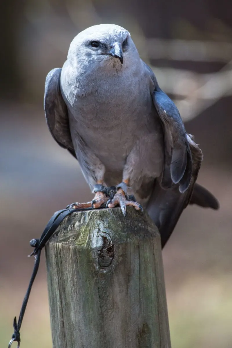 Mississippi Kite Spiritual Meaning
