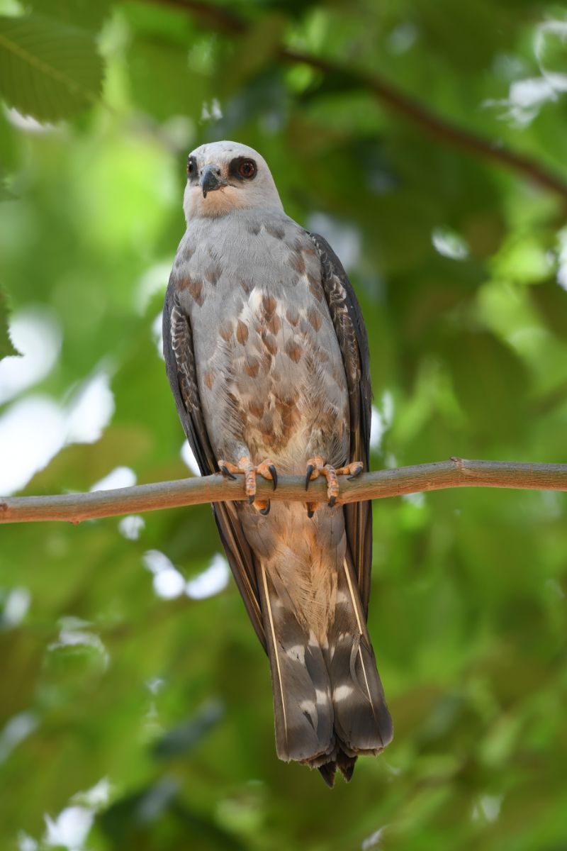 Mississippi Kite Spiritual Meaning