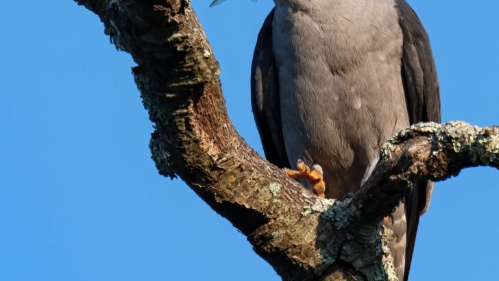 Mississippi Kite Spiritual Meaning