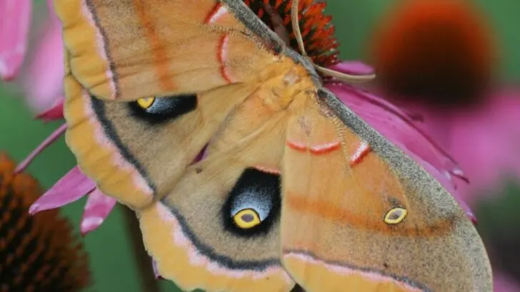 Polyphemus Moth Spiritual Meaning