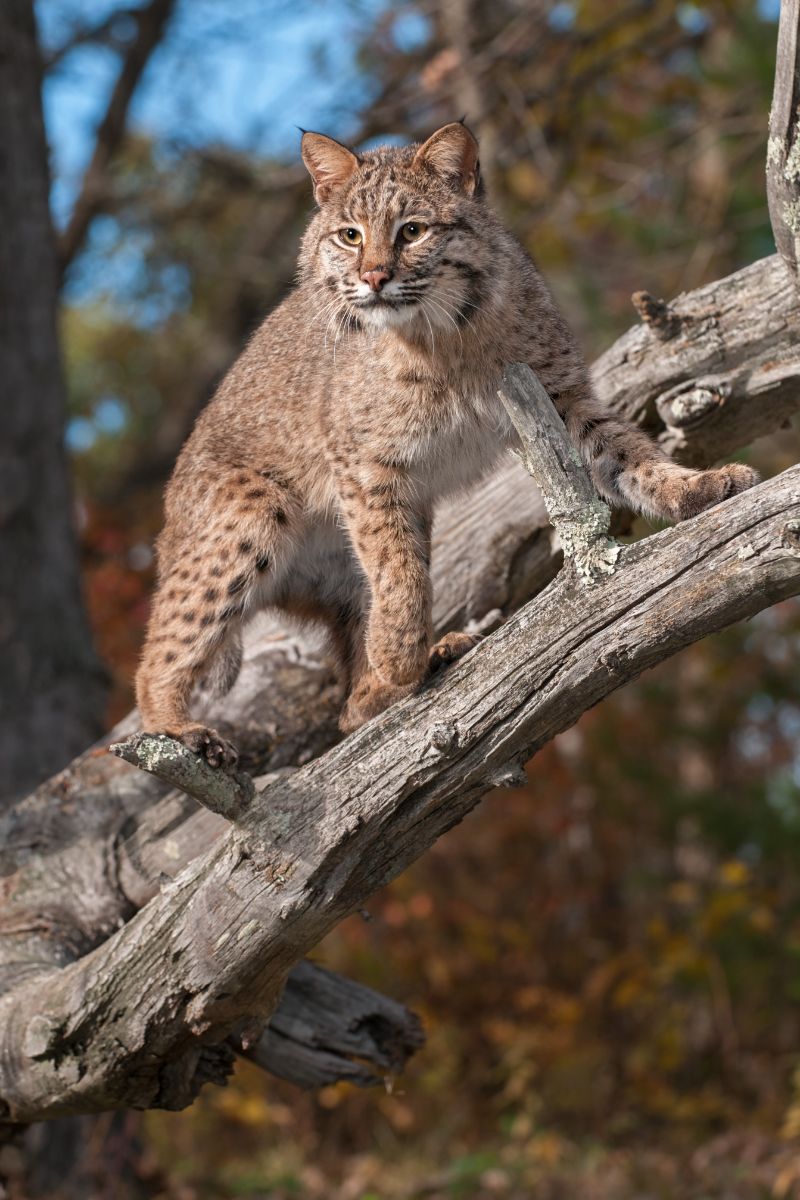 Spiritual Meaning Of A Bobcat Crossing Your Path
