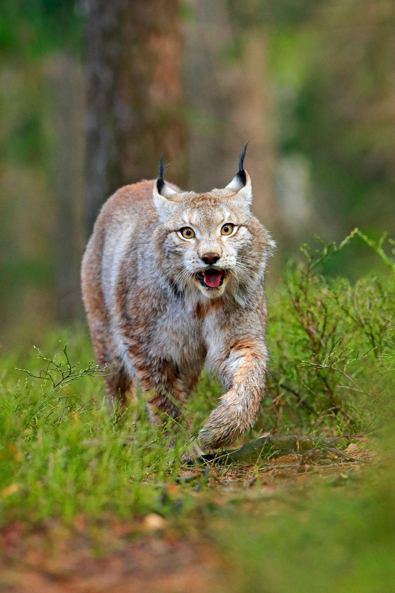 Spiritual Meaning Of A Bobcat Crossing Your Path