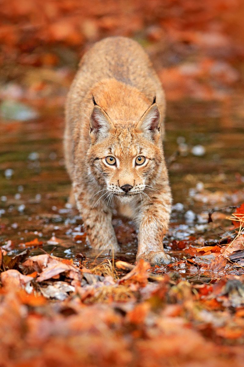 Spiritual Meaning Of A Bobcat Crossing Your Path